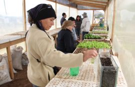Productoira de hortalizas, dentro de un invernadero, revisa los brotes de un cultivo hidropónico.