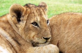 En un corto periodo de tiempo, dos situaciones dramáticas han ocurrido en el Zoológico Metropolitano que culminaron con el sacrifico de maravillosos animales.