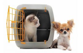 mascota viajes