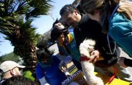 Tenencia Responsable Mascotas