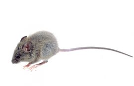ratón