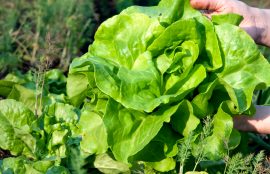 agricultura