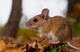 hantavirus