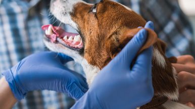 Diplomado en Cirugía y Cuidados Intensivos de Animales de Compañía