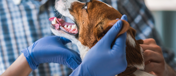 Diplomado en Cirugía y Cuidados Intensivos de Animales de Compañía