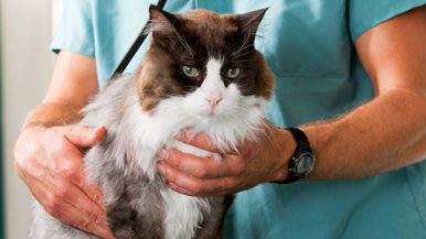 Médico veterinario sosteniendo a un gato. Portada del Diplomado en Medicina Interna de Animales de Compañía.