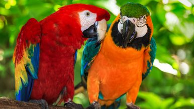 Diplomado en Medicina de Animales Exóticos