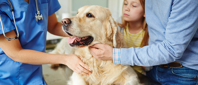 Diplomado en Patología Clínica Veterinaria