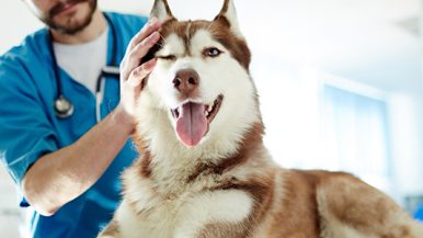 Diplomado en Especialidades Diagnósticas en Animales de Compañía