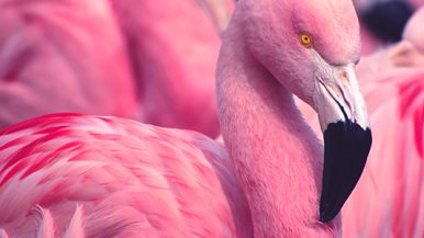 Diplomado en Manejo y Conservación de Fauna Silvestre