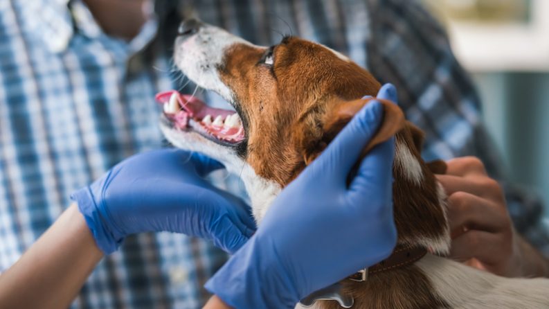 Diplomado en Cirugía y Cuidados Intensivos de Animales de Compañía